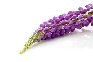 Violette Lupine, Blüten